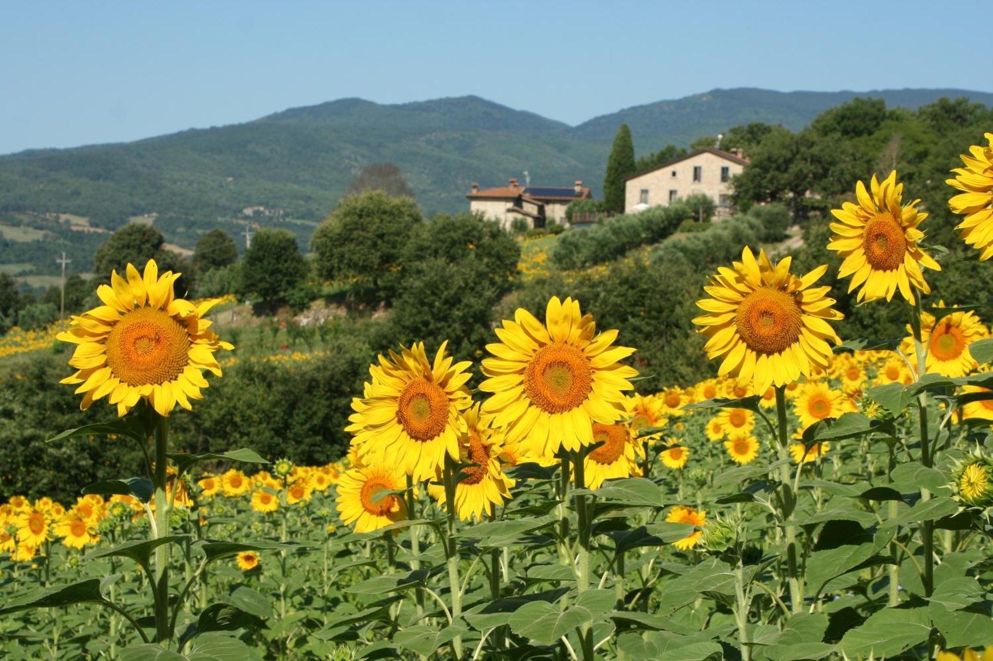Agriturismo Le Ceregne Bio Pieve Santo Stefano Exterior photo